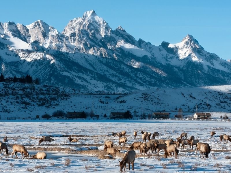 Investigation Into CWD At A Jackson Hole Elk Feedground Investigation Into CWD At A Jackson Hole Elk Feedground