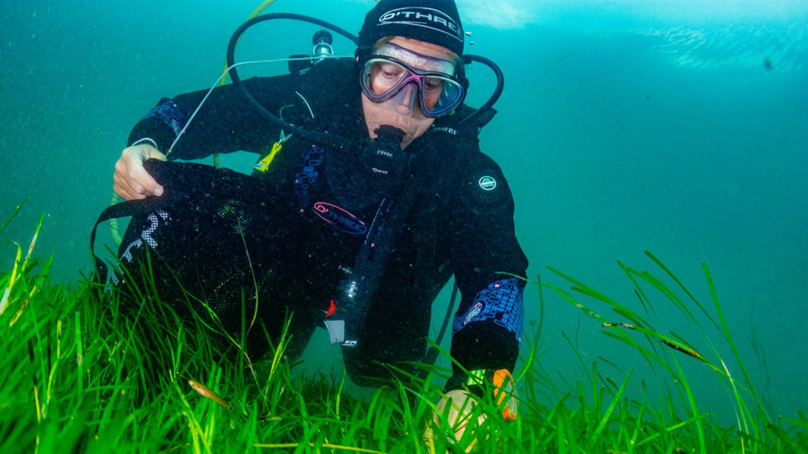 Investing In Scotland's Future: Seagrass Planting And Coastal Restoration Investing In Scotland's Future: Seagrass Planting And Coastal Restoration