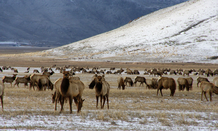 Jackson Elk Herd Hunt Season: Deeper Cuts After Public Feedback Jackson Elk Herd Hunt Season: Deeper Cuts After Public Feedback