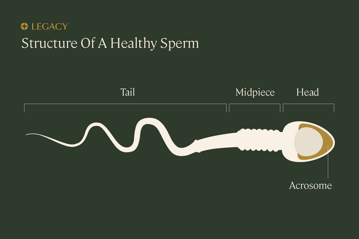 Jessica Simpson's Controversial Snake Sperm Comments: A Deeper Look Jessica Simpson's Controversial Snake Sperm Comments: A Deeper Look