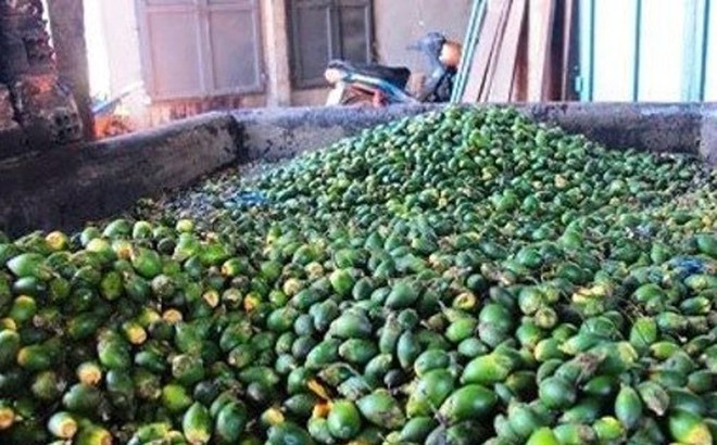 Khám Phá Loại Quả Xưa Giá 60.000đ/kg Được Dân Thành Phố Ưa Chuộng Khám Phá Loại Quả Xưa Giá 60.000đ/kg Được Dân Thành Phố Ưa Chuộng