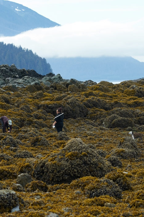 Kodiak Shellfish Industry Faces Double Blow From Harmful Algal Blooms