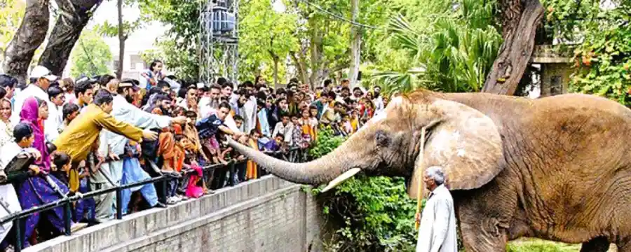 Lahore Zoo Ticket Price Hike: Clarification From Marriyum Aurangzeb Lahore Zoo Ticket Price Hike: Clarification From Marriyum Aurangzeb