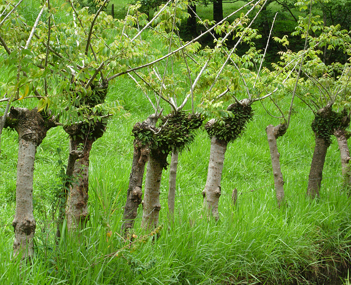 Living Fence Construction: Plant Selection & Installation Living Fence Construction: Plant Selection & Installation