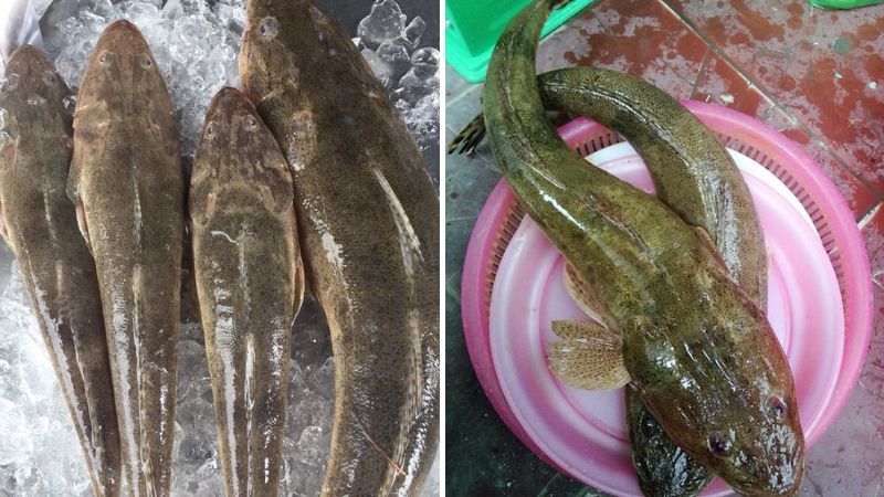 Loại Quả Xưa Nay Thành Đặc Sản 60.000đ/kg: Hương Vị Độc Đáo Được Dân Thành Phố Yêu Thích Loại Quả Xưa Nay Thành Đặc Sản 60.000đ/kg: Hương Vị Độc Đáo Được Dân Thành Phố Yêu Thích