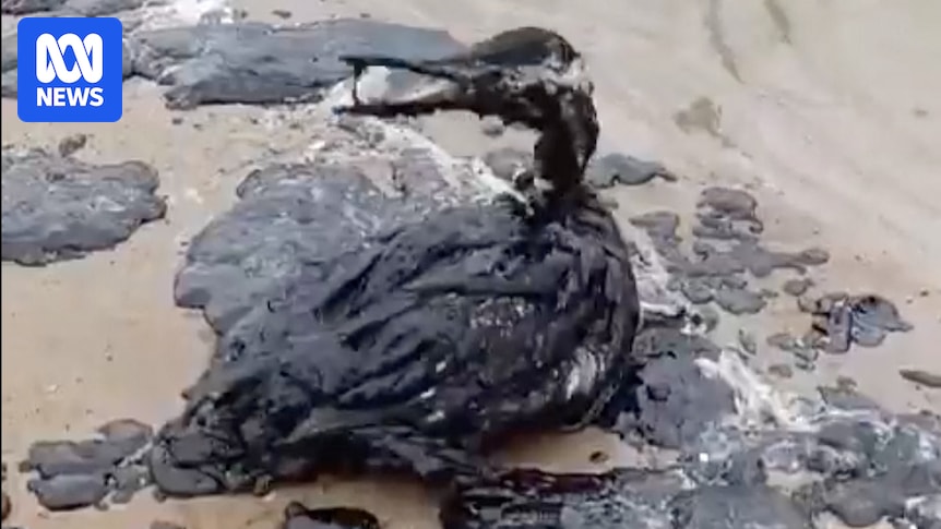 Major Oil Spill Forces Closure Of 62 Miles Of Russian Black Sea Beaches