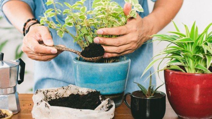 Manfaatkan Cangkang Telur: Pupuk Alami Dan Sumber Kalsium Untuk Pertumbuhan Optimal Manfaatkan Cangkang Telur: Pupuk Alami Dan Sumber Kalsium Untuk Pertumbuhan Optimal