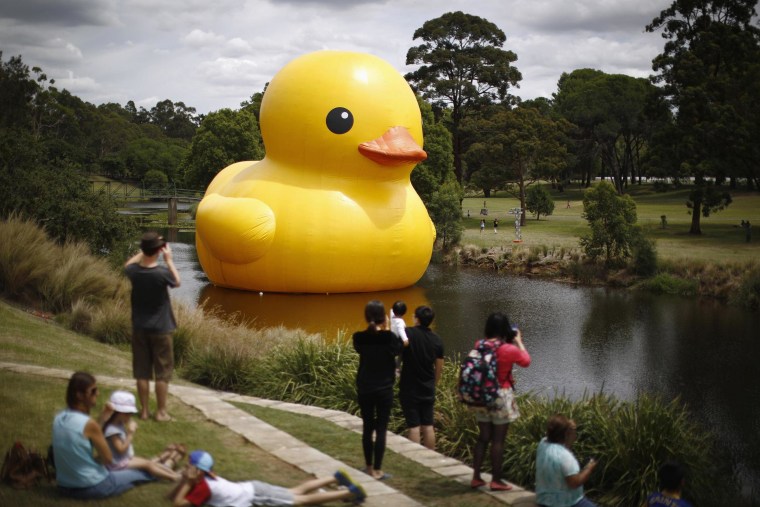 Massive Rubber Duck Installation: Myrtle Beach's Unique Attraction Massive Rubber Duck Installation: Myrtle Beach's Unique Attraction