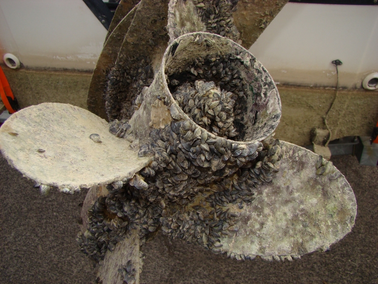 Massive Zebra Mussel Infestation Found On Private Casper Boat Lift Massive Zebra Mussel Infestation Found On Private Casper Boat Lift