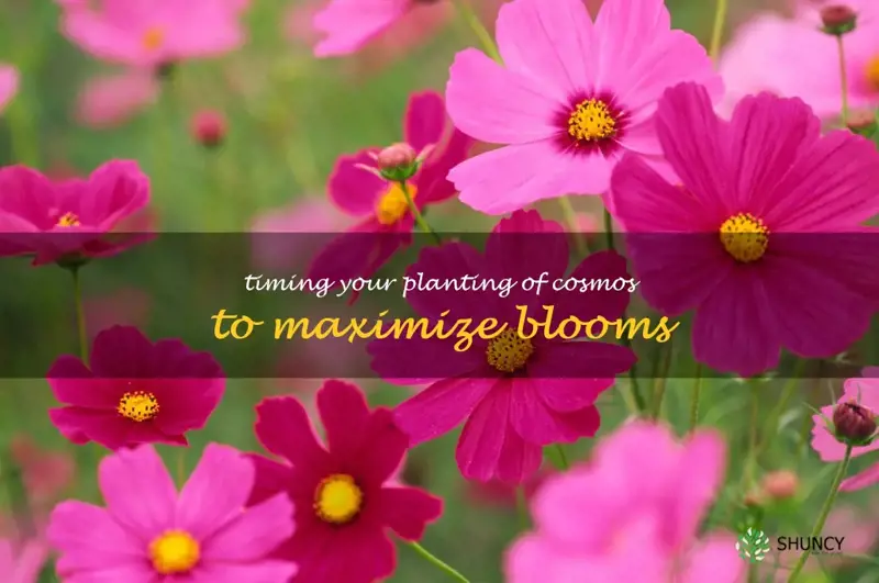 Maximize Hyacinth Blooms: The Ideal Planting Time Maximize Hyacinth Blooms: The Ideal Planting Time