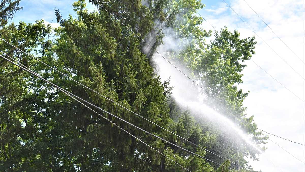 Migrant Spends Eight Hours In Tree To Evade ICE Arrest: CNN Report Migrant Spends Eight Hours In Tree To Evade ICE Arrest: CNN Report