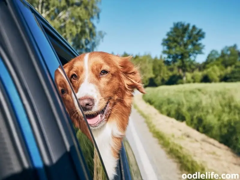 Mumbai's Uber Pet Policy: How To Travel With Your Furry Friend Mumbai's Uber Pet Policy: How To Travel With Your Furry Friend