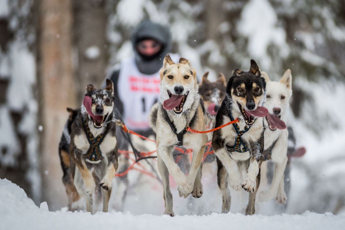 Mushers And Dogs Persevere: A Shorter Fur Rondy Race Mushers And Dogs Persevere: A Shorter Fur Rondy Race