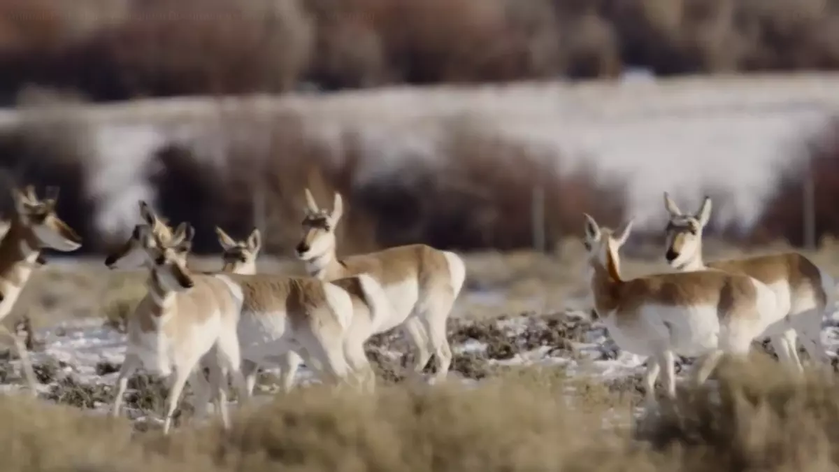 New Documentary Highlights Pronghorn Survival After Harsh Winter New Documentary Highlights Pronghorn Survival After Harsh Winter