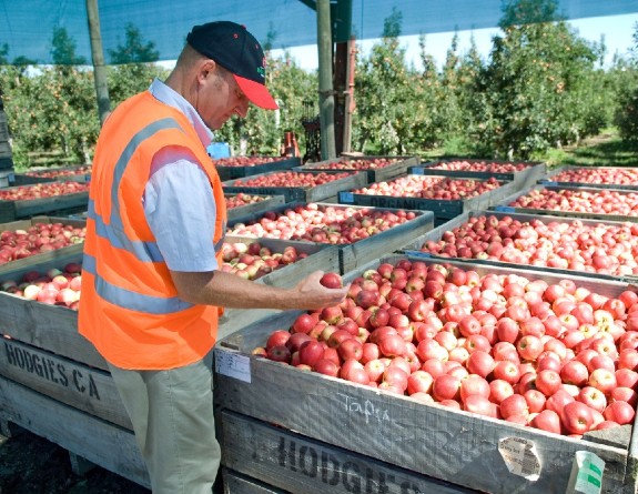 New Zealand's Apple Export Crown Taken By South Africa New Zealand's Apple Export Crown Taken By South Africa