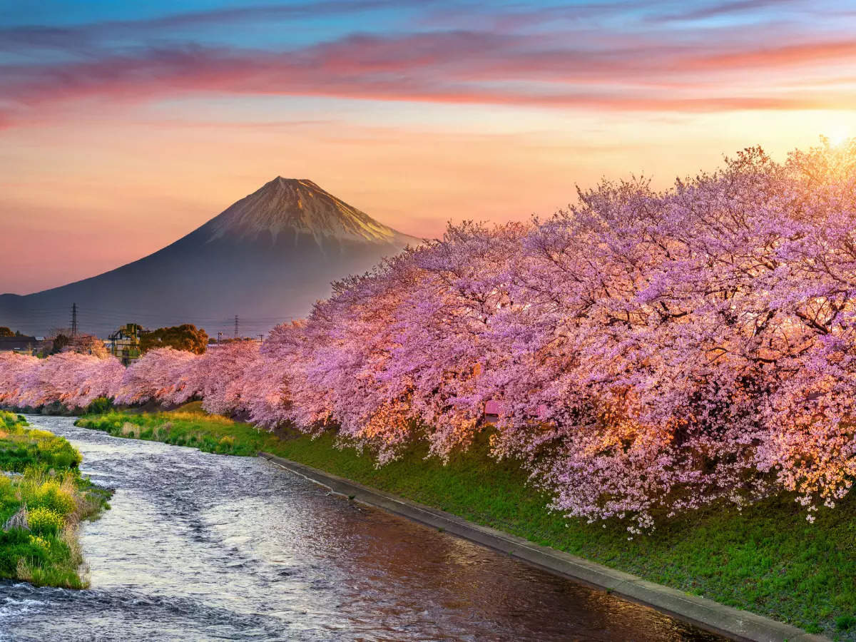 Optimal Timing For Springwatch In Japan's Cherry Blossom Season Optimal Timing For Springwatch In Japan's Cherry Blossom Season