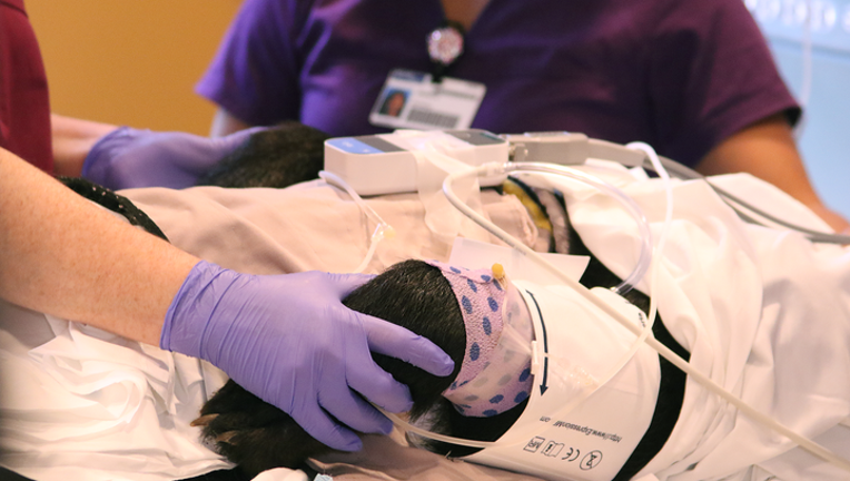 Orlando Health's Brevard County Hospital Closure: What It Means For Patients Orlando Health's Brevard County Hospital Closure: What It Means For Patients