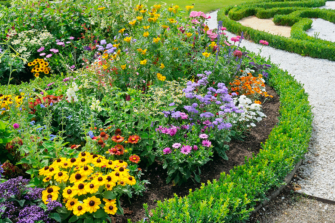 Perennials Or Annuals: The Ultimate Guide To Flower Garden Planning Perennials Or Annuals: The Ultimate Guide To Flower Garden Planning