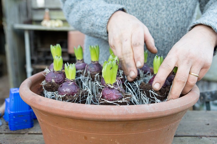 Perfect Hyacinth Blooms: A Simple Planting Guide Perfect Hyacinth Blooms: A Simple Planting Guide