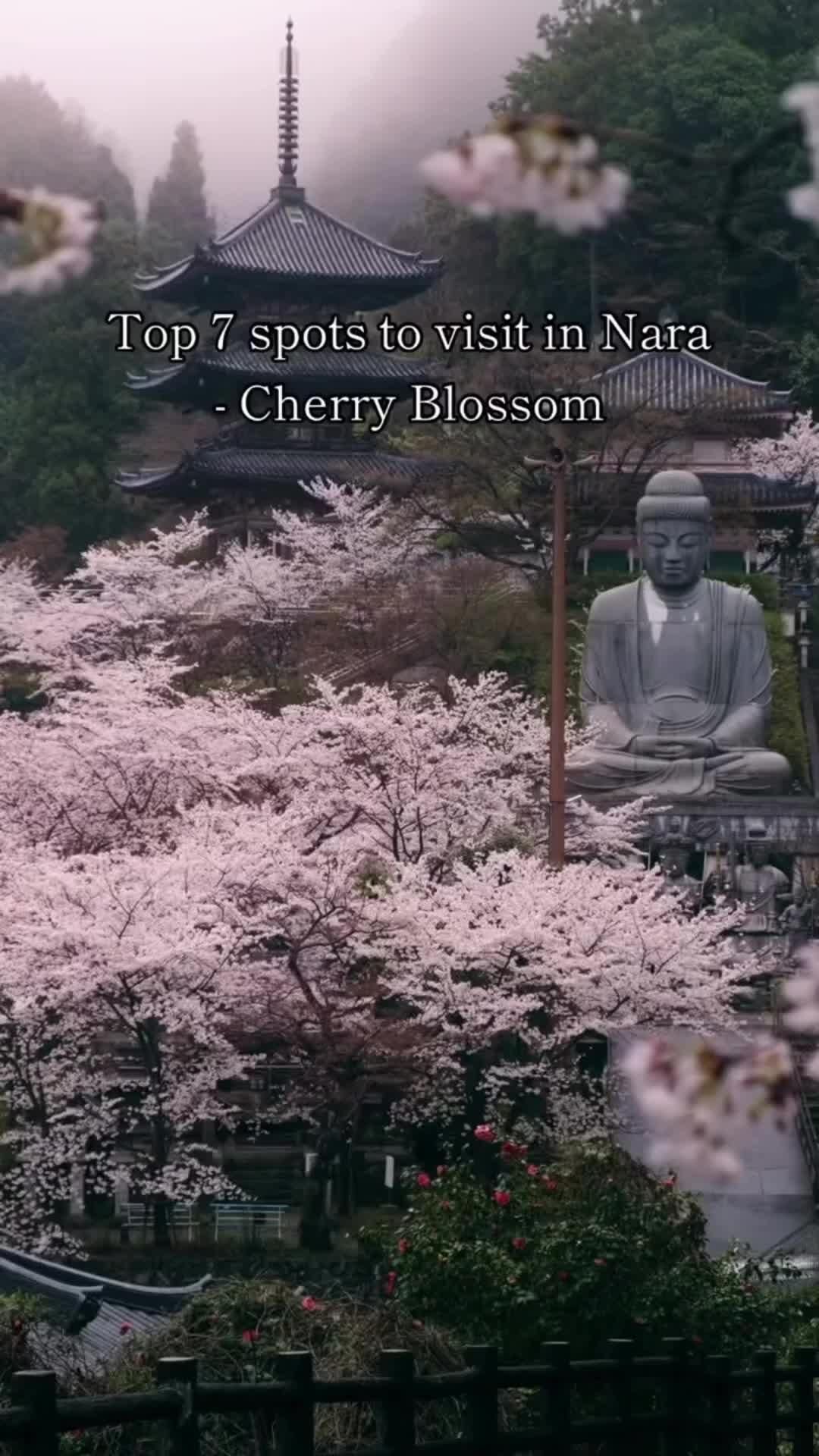 Planning Your Springwatch Trip To See Japan's Cherry Blossoms Planning Your Springwatch Trip To See Japan's Cherry Blossoms
