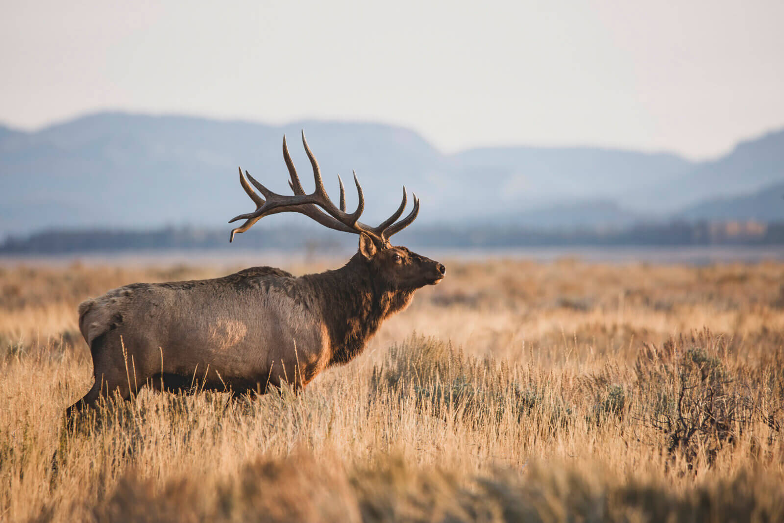 Public Comment Leads To Significant Reduction In Jackson Elk Hunt Public Comment Leads To Significant Reduction In Jackson Elk Hunt