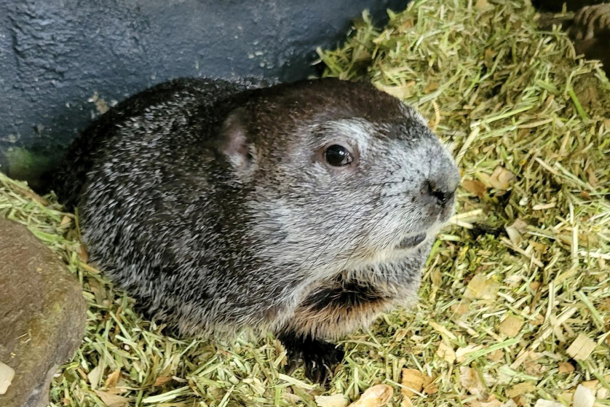 Punxsutawney Phil's Family Celebrates First Birthday Punxsutawney Phil's Family Celebrates First Birthday