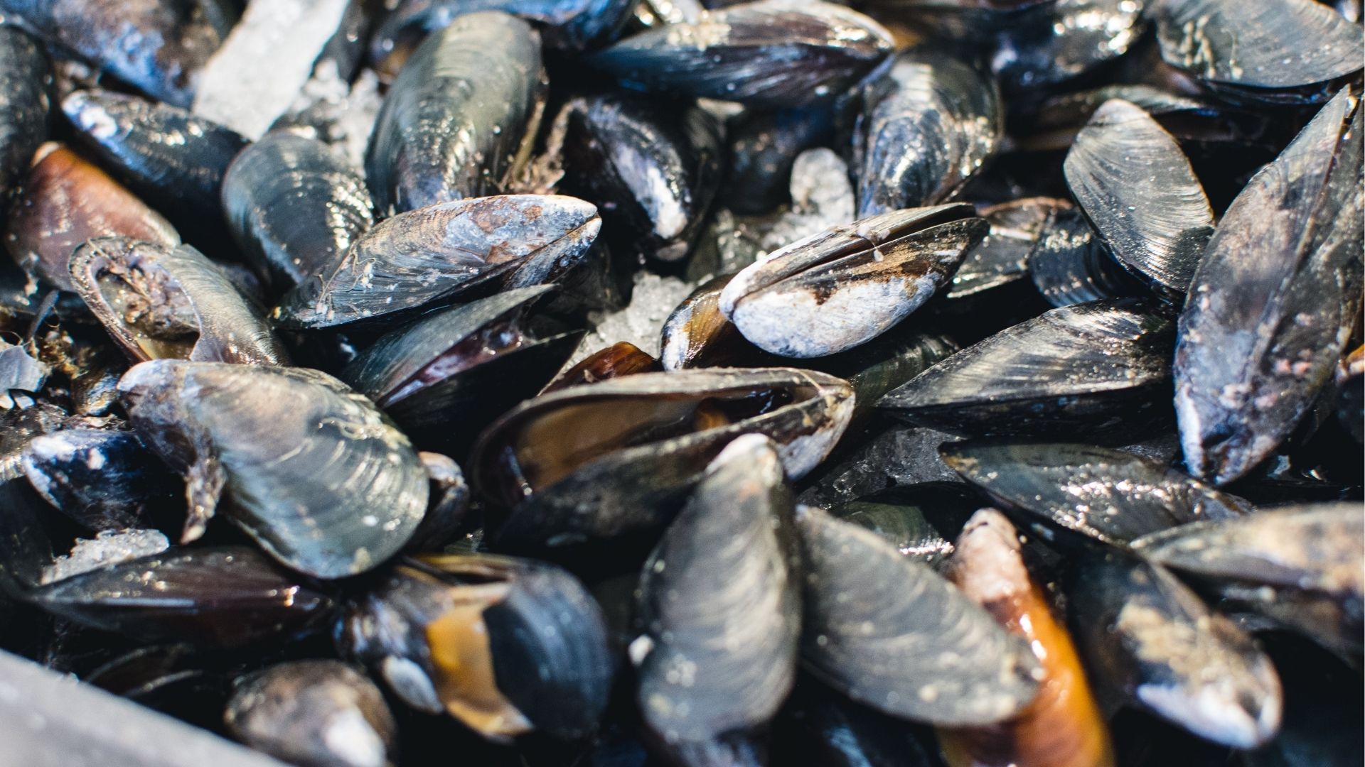 Red Tide Alert Issued For Cape Cod: Urgent Safety Information Red Tide Alert Issued For Cape Cod: Urgent Safety Information