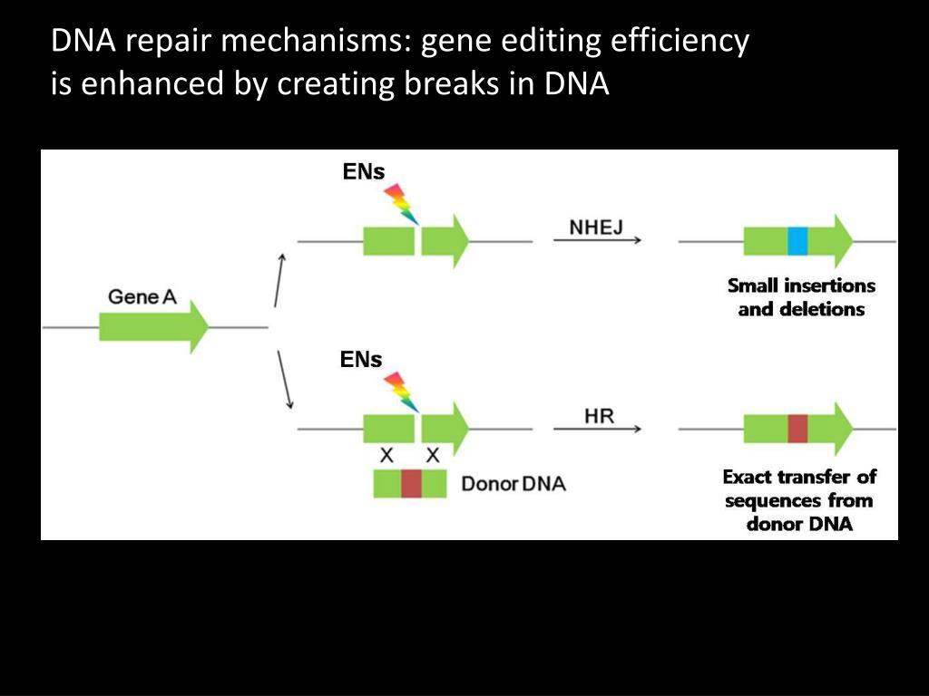 Revolutionizing Gene Therapy: A New CRISPR Modification For Precise Gene Repair Revolutionizing Gene Therapy: A New CRISPR Modification For Precise Gene Repair