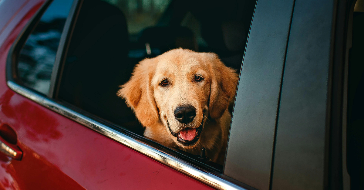 Ride With Your Pet: Uber Pet Launches In Delhi And Mumbai Ride With Your Pet: Uber Pet Launches In Delhi And Mumbai