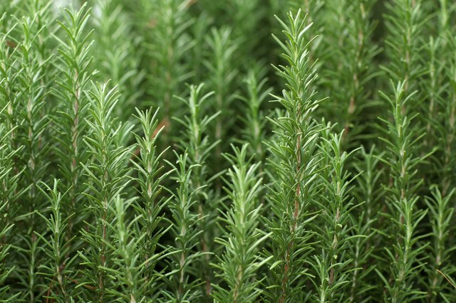 Rosemary & Thyme: A Culinary Guide To Herb Gardening Rosemary & Thyme: A Culinary Guide To Herb Gardening