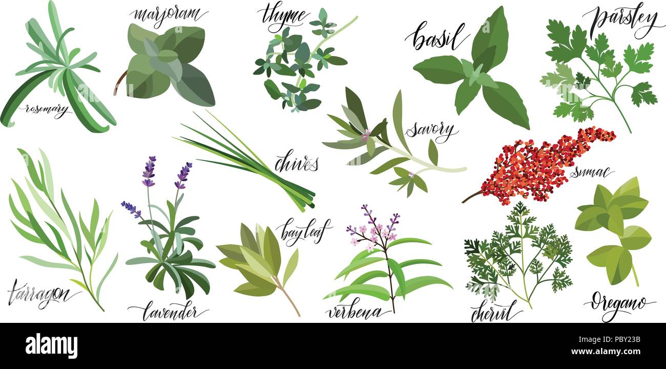 Rosemary & Thyme: Your Guide To Culinary Herbs Rosemary & Thyme: Your Guide To Culinary Herbs