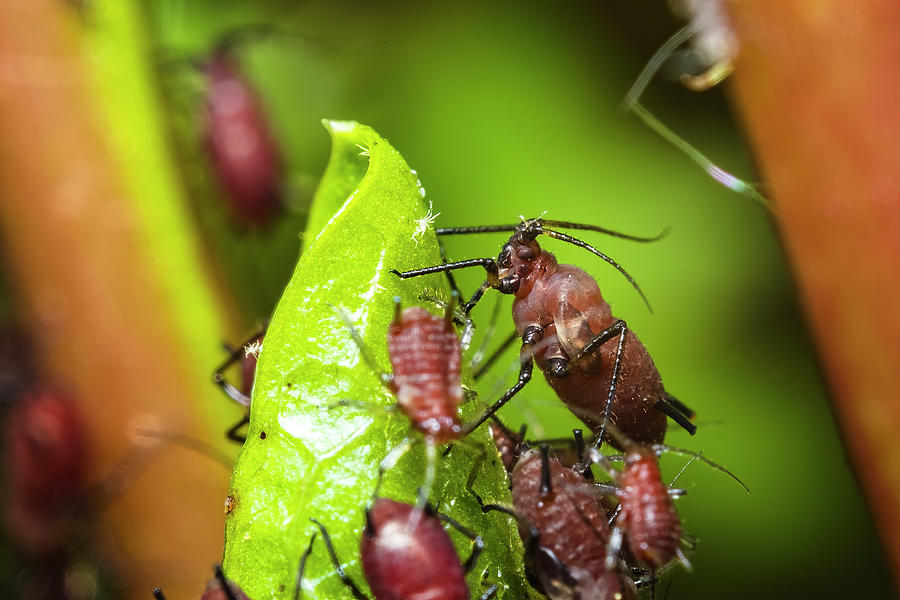 Rosy Apple Aphid Outbreak: Significant Impact On Apple Production Forecasted (10-30% Reduction) Rosy Apple Aphid Outbreak: Significant Impact On Apple Production Forecasted (10-30% Reduction)