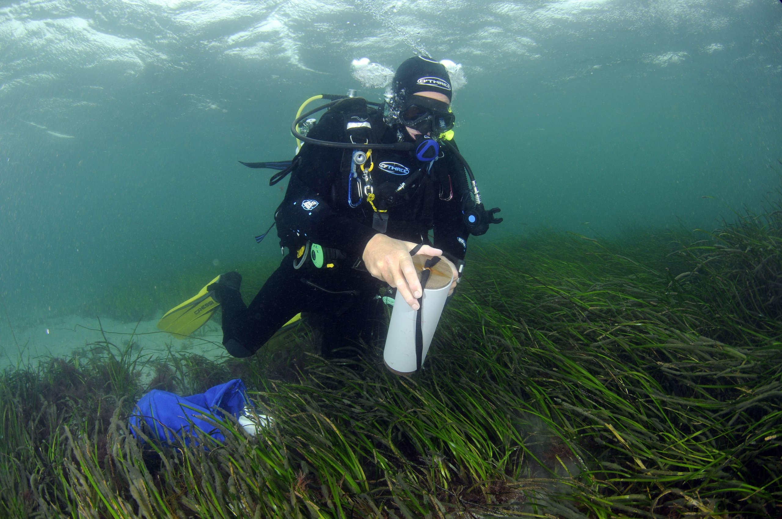 Scotland's Coastal Revival: Ambitious Seagrass Planting Projects Scotland's Coastal Revival: Ambitious Seagrass Planting Projects