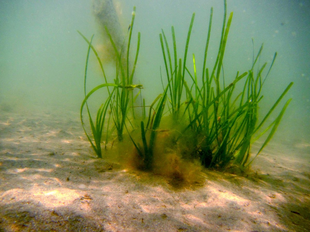 Scotland's Coastal Revival: Investing In Seagrass Restoration Scotland's Coastal Revival: Investing In Seagrass Restoration