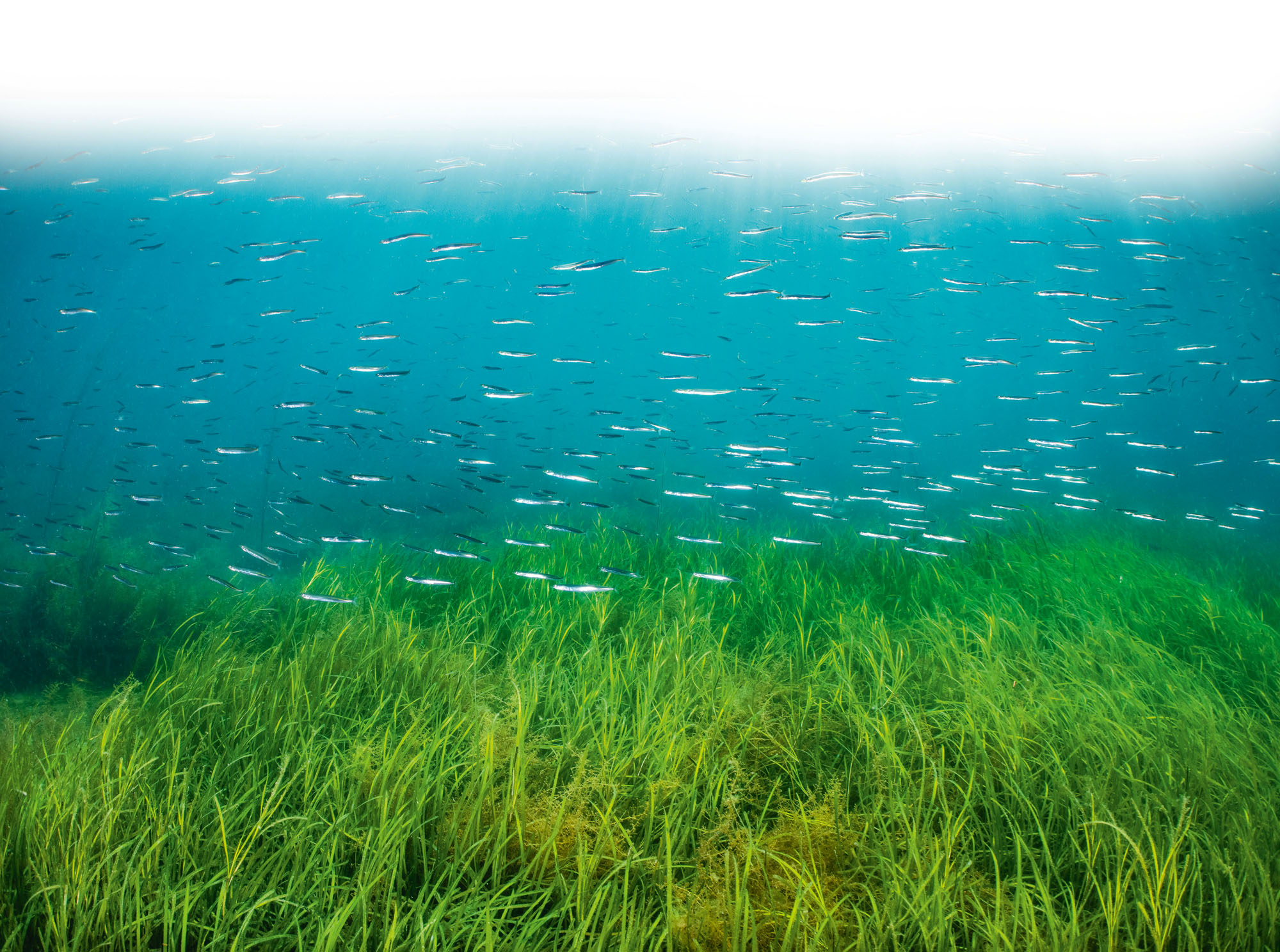 Scotland's Coastal Revival: The Importance Of Seagrass Planting Bids Scotland's Coastal Revival: The Importance Of Seagrass Planting Bids