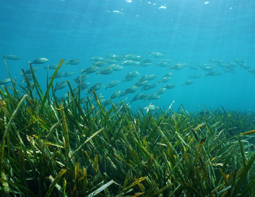 Scotland's Coastal Revival: The Importance Of Seagrass Planting Scotland's Coastal Revival: The Importance Of Seagrass Planting