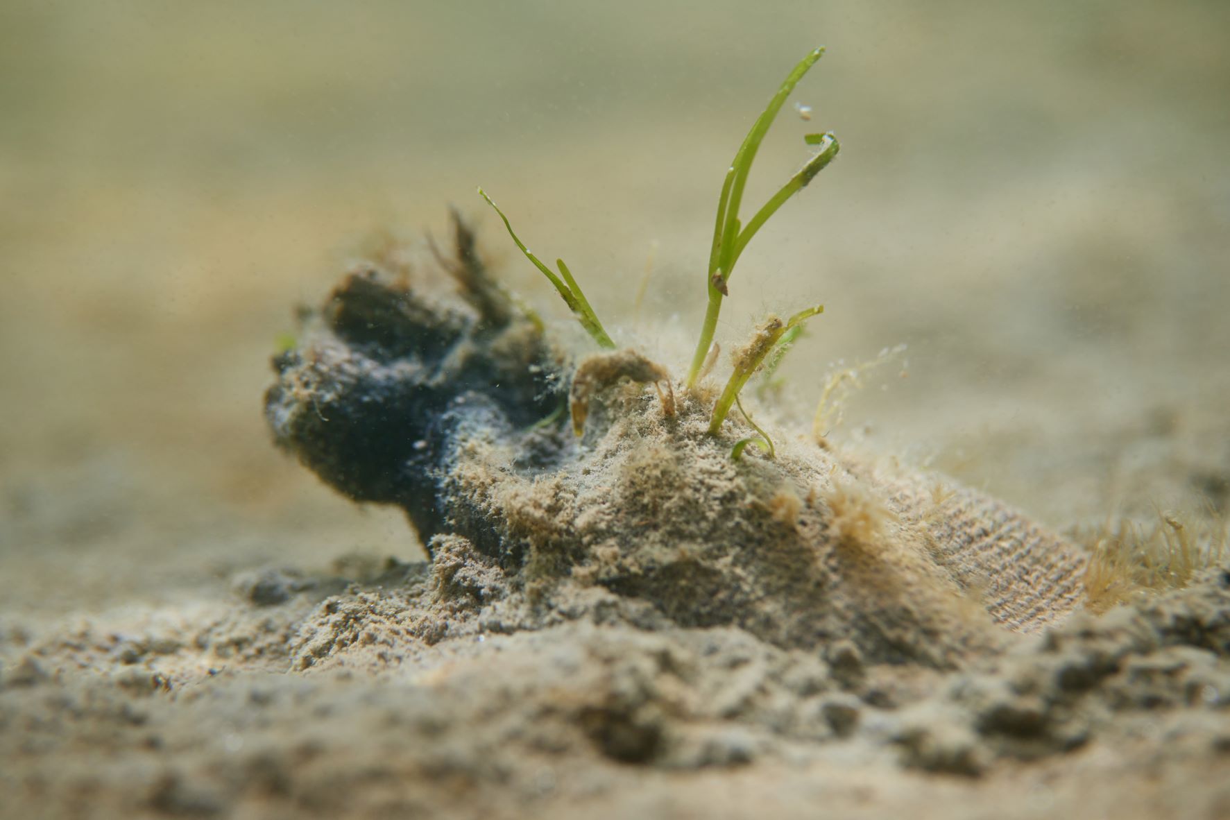 Scottish Seagrass Restoration: A Bid For Coastal Nature Recovery Scottish Seagrass Restoration: A Bid For Coastal Nature Recovery