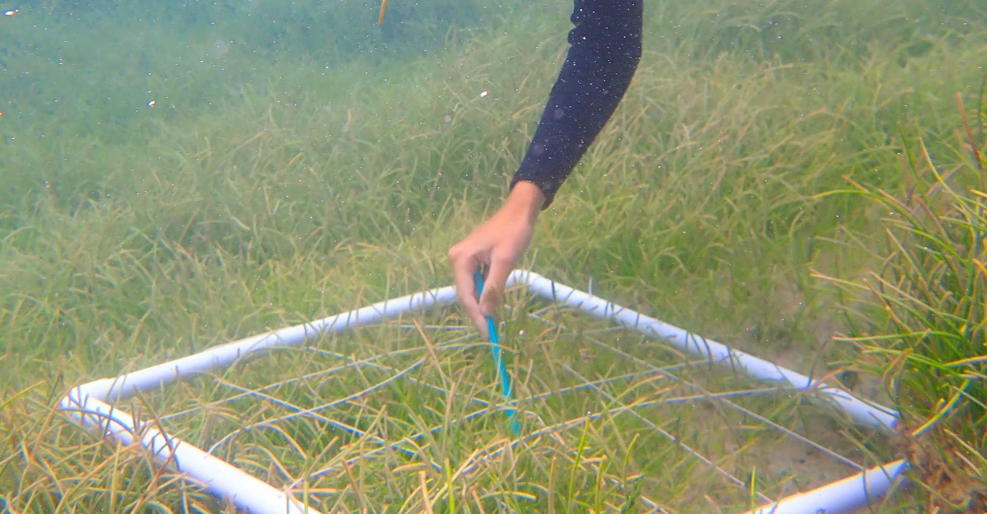 Seagrass Restoration: A Bid To Renew Scotland's Coastal Ecosystem Seagrass Restoration: A Bid To Renew Scotland's Coastal Ecosystem
