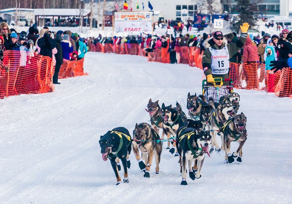 Seven Iditarod Newcomers Race To Nome: Their Stories And Challenges Seven Iditarod Newcomers Race To Nome: Their Stories And Challenges