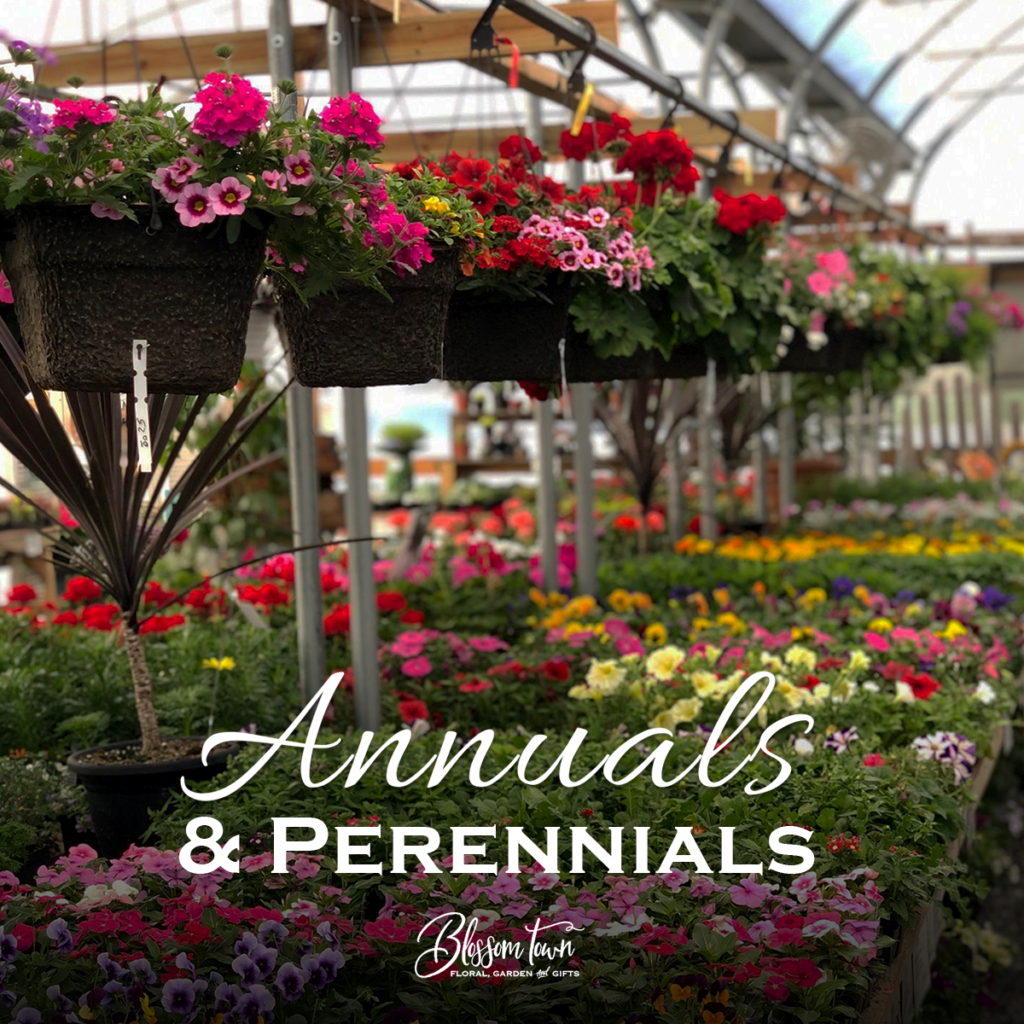 Should You Choose Annuals Or Perennials For Your Garden? Should You Choose Annuals Or Perennials For Your Garden?