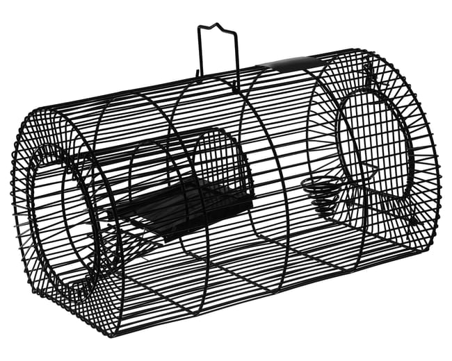 Situation Critique À Florange : Intervention Urgente Pour Les Rats À Bouton D'Or Situation Critique À Florange : Intervention Urgente Pour Les Rats À Bouton D'Or