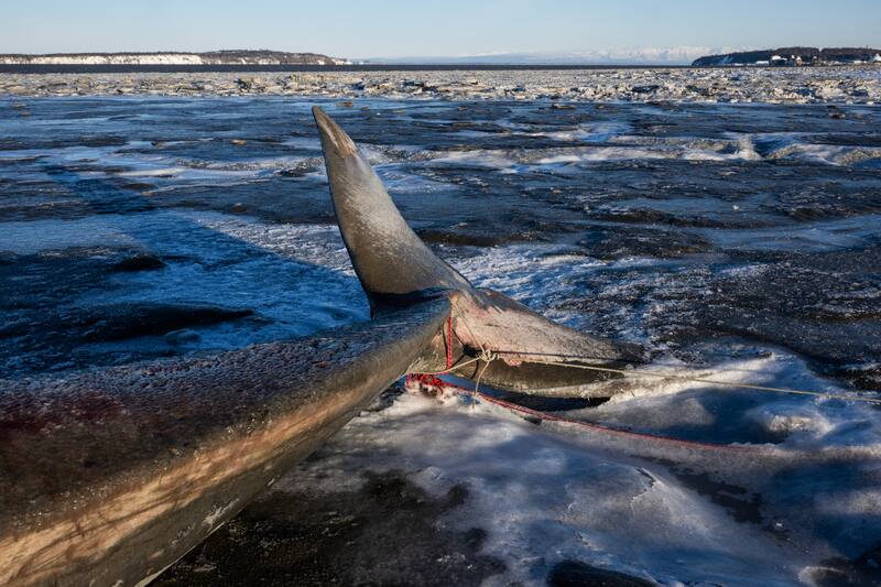 Soft Mudflats And Warming Weather Complicate Anchorage Fin Whale Skeleton Salvage Soft Mudflats And Warming Weather Complicate Anchorage Fin Whale Skeleton Salvage