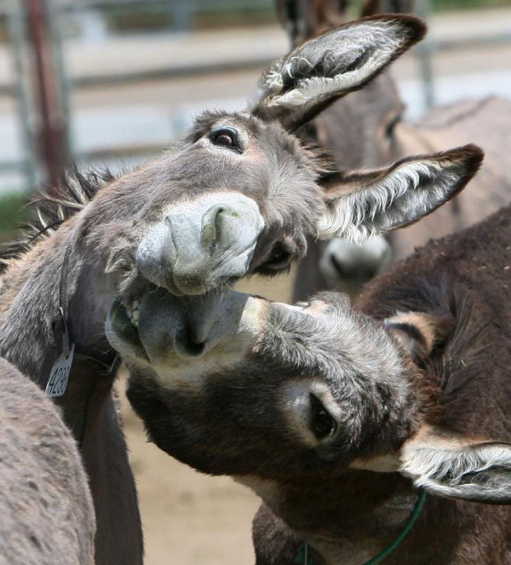 Southern California Donkey Roundup: Tradition And Community Southern California Donkey Roundup: Tradition And Community