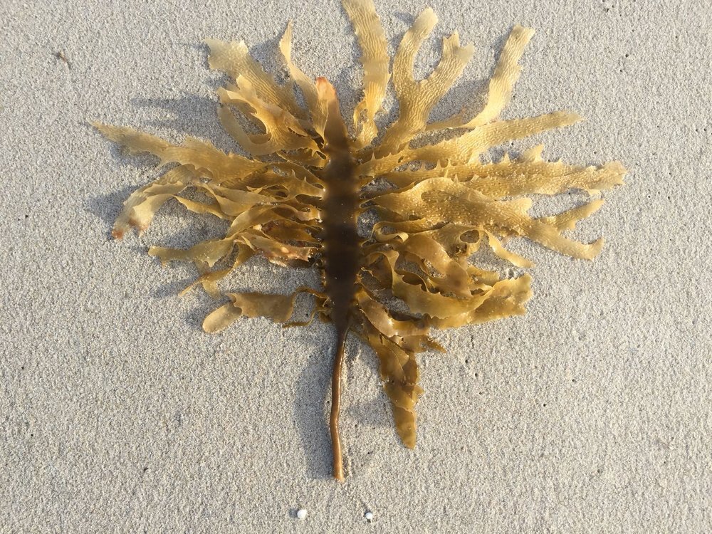 Supercharged Seaweed, Condo Cracks, And Corporate Crisis: Today's Top News Supercharged Seaweed, Condo Cracks, And Corporate Crisis: Today's Top News