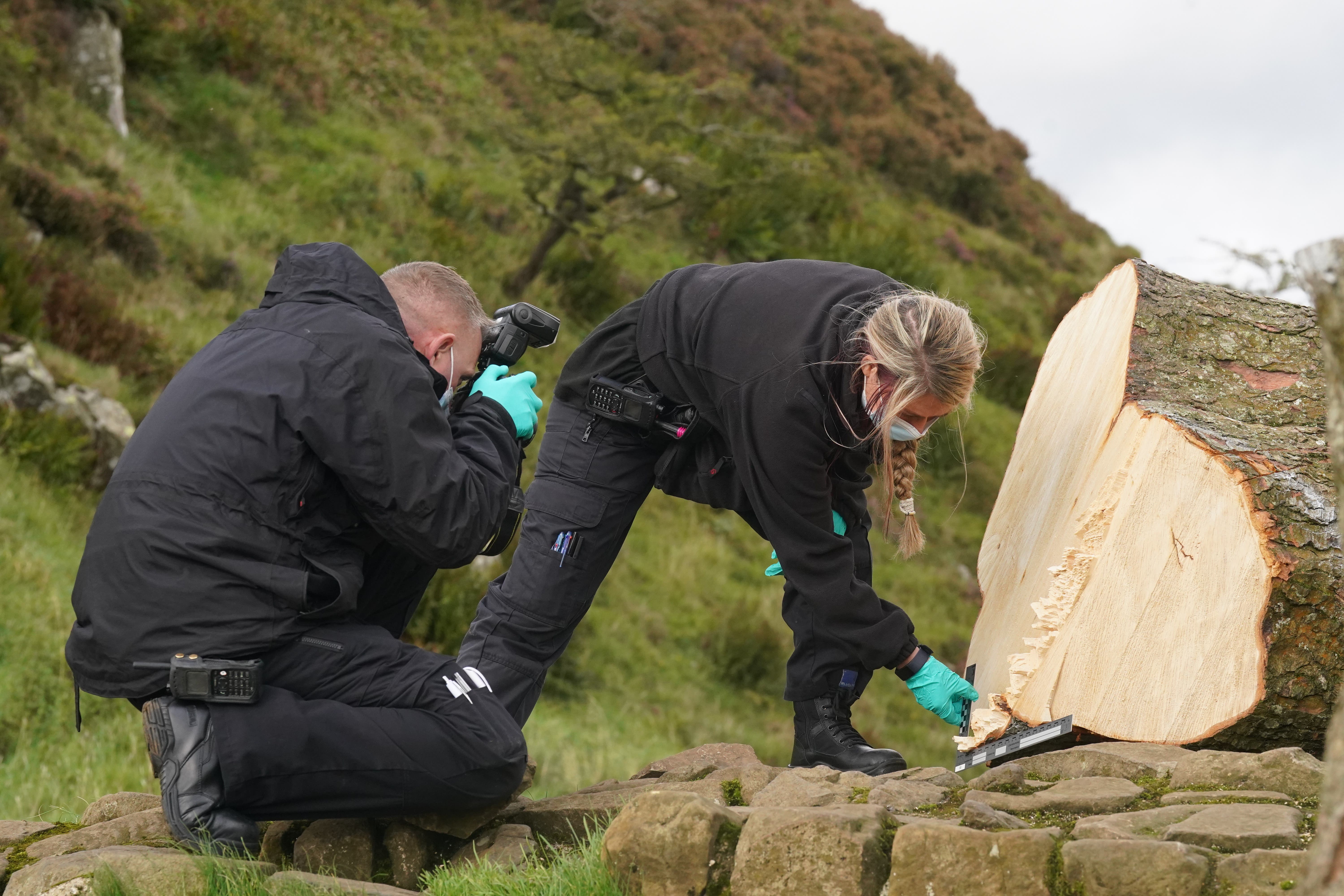 Sycamore Gap Tree: Two Men Found Guilty Sycamore Gap Tree: Two Men Found Guilty