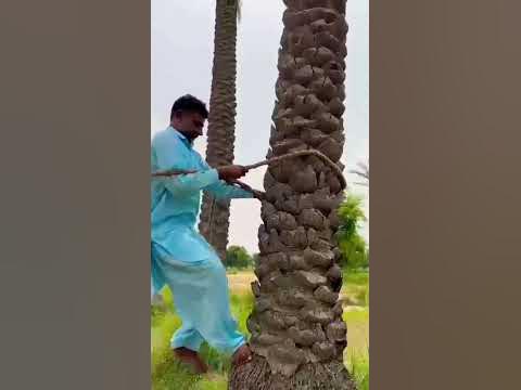 ٹام کروز کے جوتے پر چڑھنے والی مداح کا واقعہ: سوشل میڈیا کا ردِعمل ٹام کروز کے جوتے پر چڑھنے والی مداح کا واقعہ: سوشل میڈیا کا ردِعمل