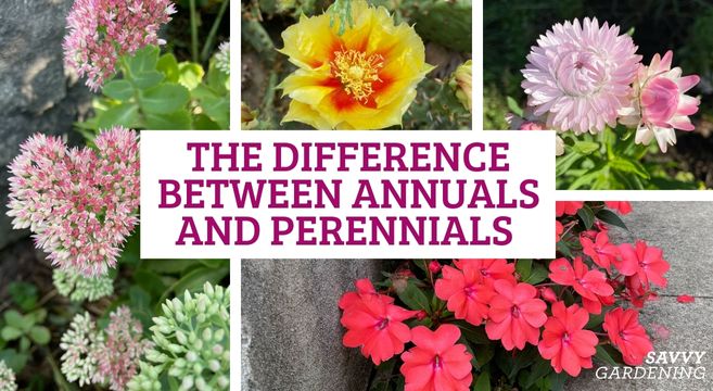 The Annual Vs. Perennial Debate: Which Suits Your Gardening Style? The Annual Vs. Perennial Debate: Which Suits Your Gardening Style?