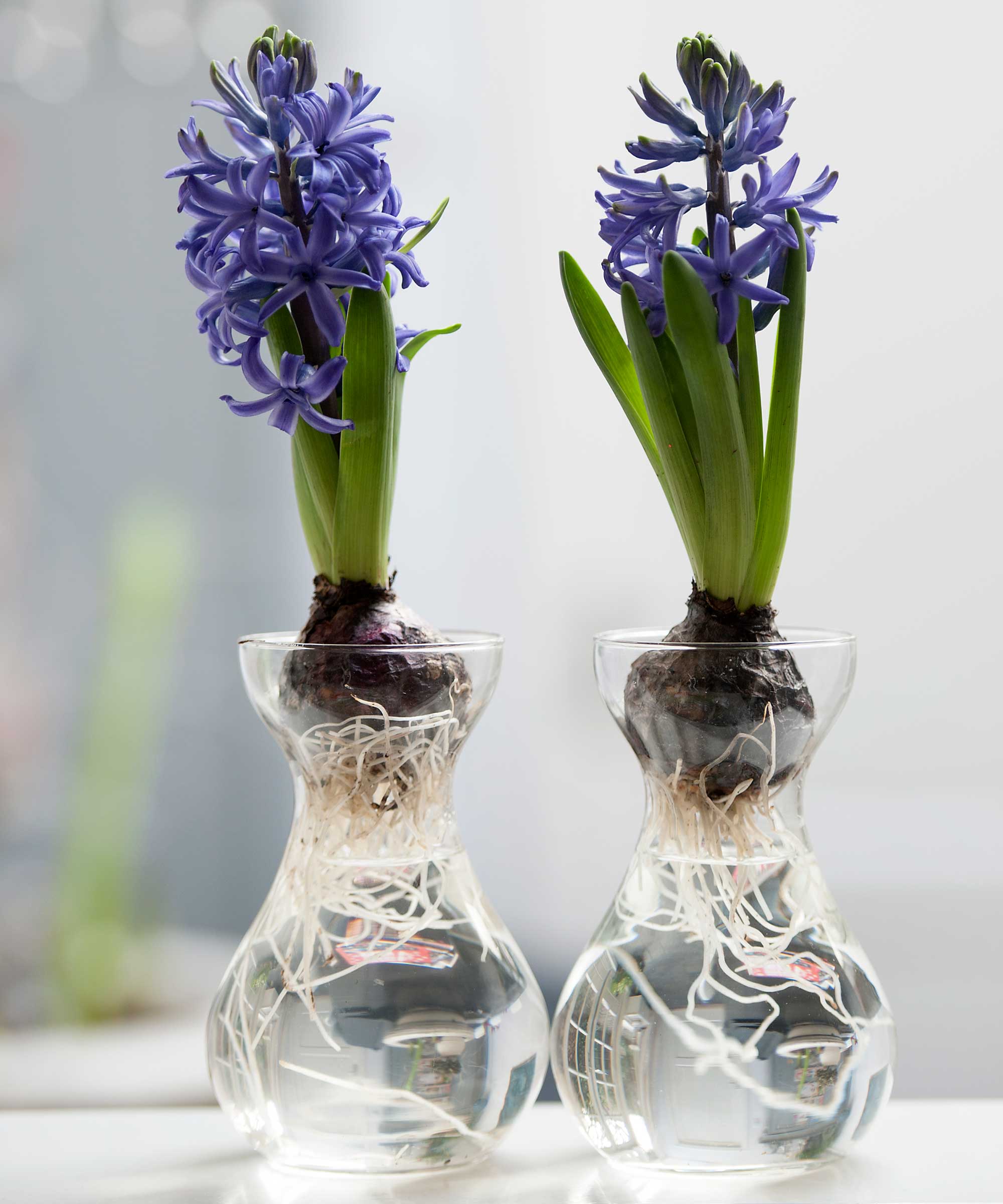 The Best Time To Plant Hyacinth Bulbs: A Guide To Spring Blooms The Best Time To Plant Hyacinth Bulbs: A Guide To Spring Blooms