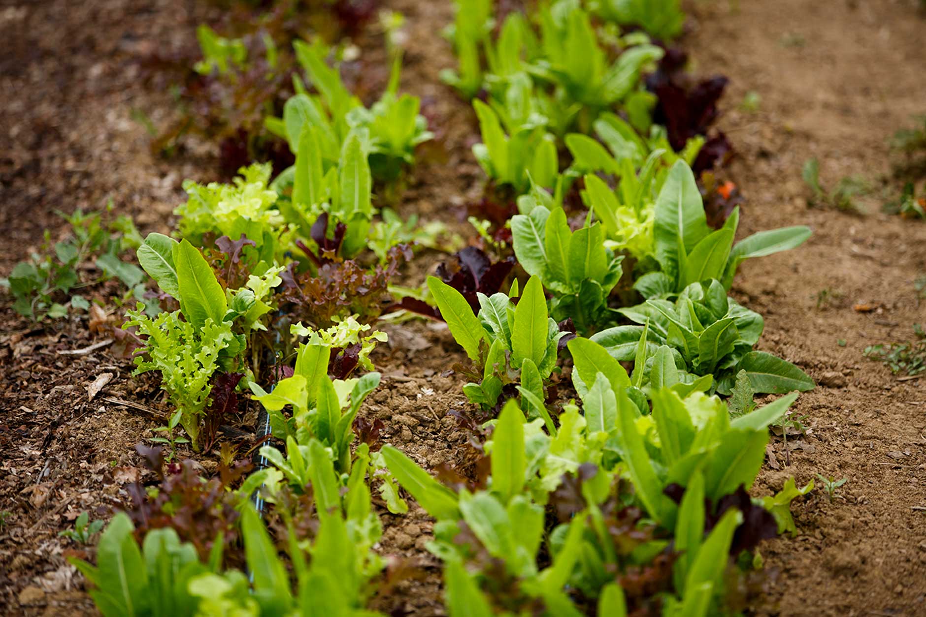 The Campus Farm: A Living Classroom For Life Cycle Studies The Campus Farm: A Living Classroom For Life Cycle Studies