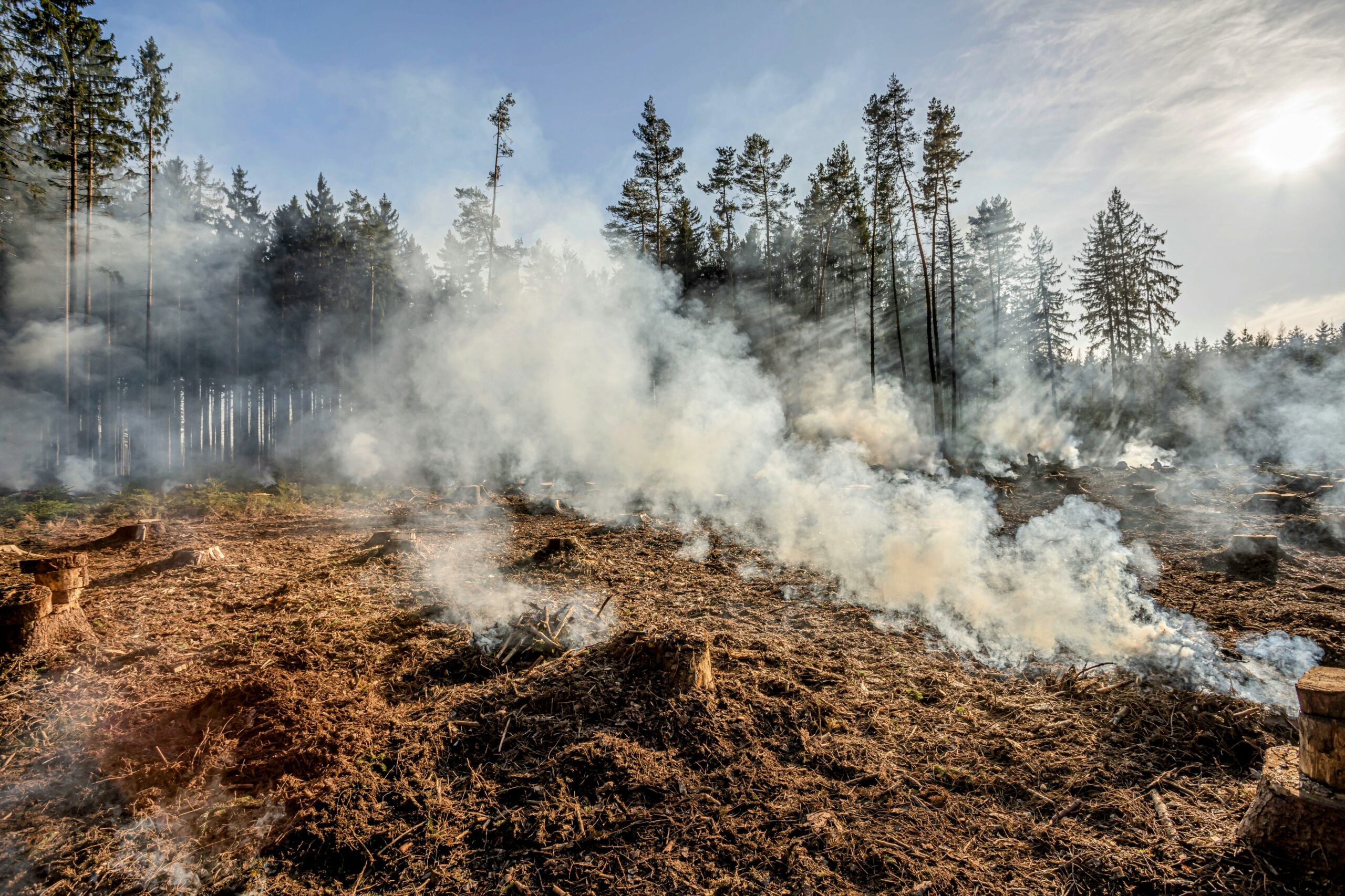 The Impact Of Wildfires: Driving Record Levels Of Global Forest Loss The Impact Of Wildfires: Driving Record Levels Of Global Forest Loss